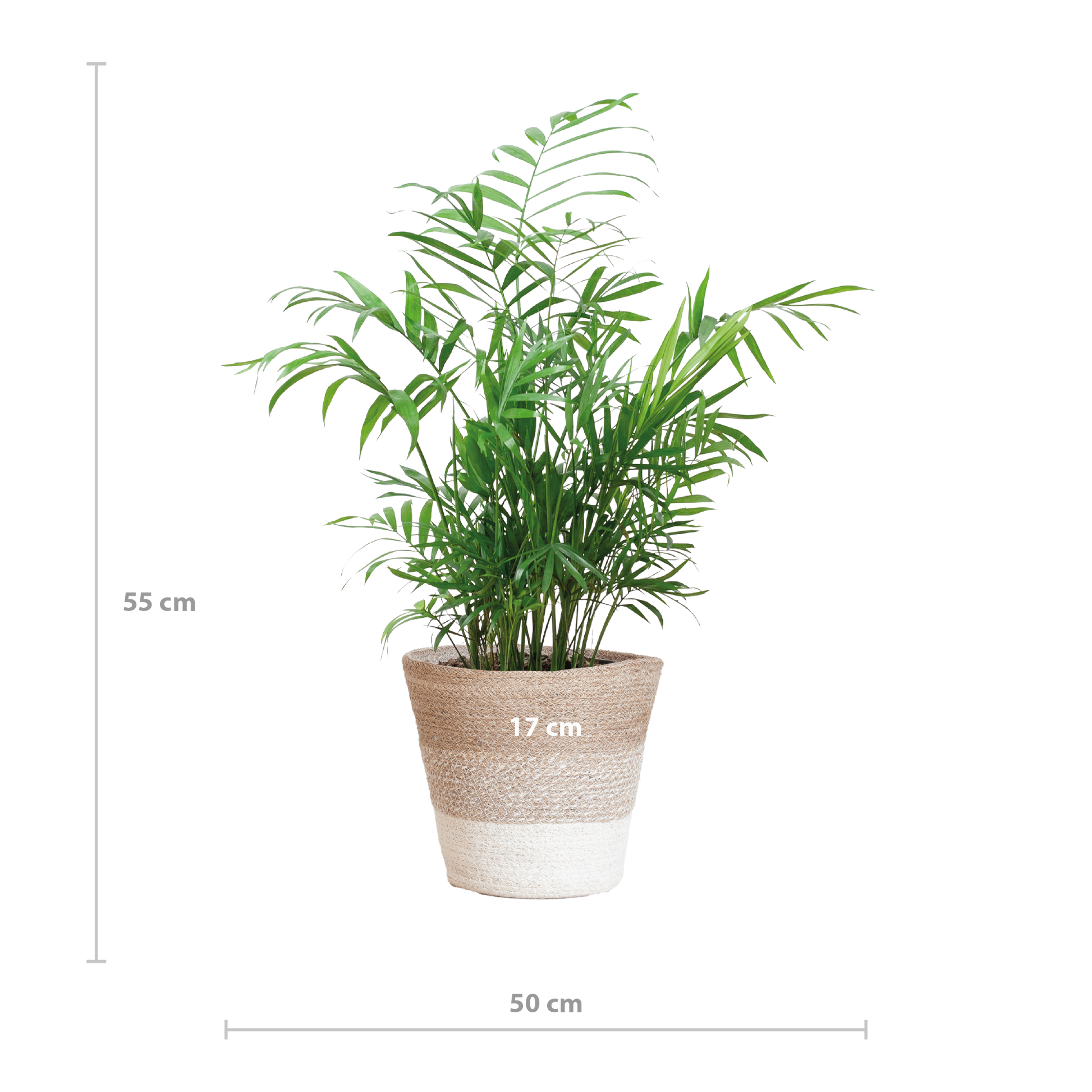 Chamadorea Elegans mit Korb Lissabon weiß - 55cm - Ø17 - Botanic-Vibes