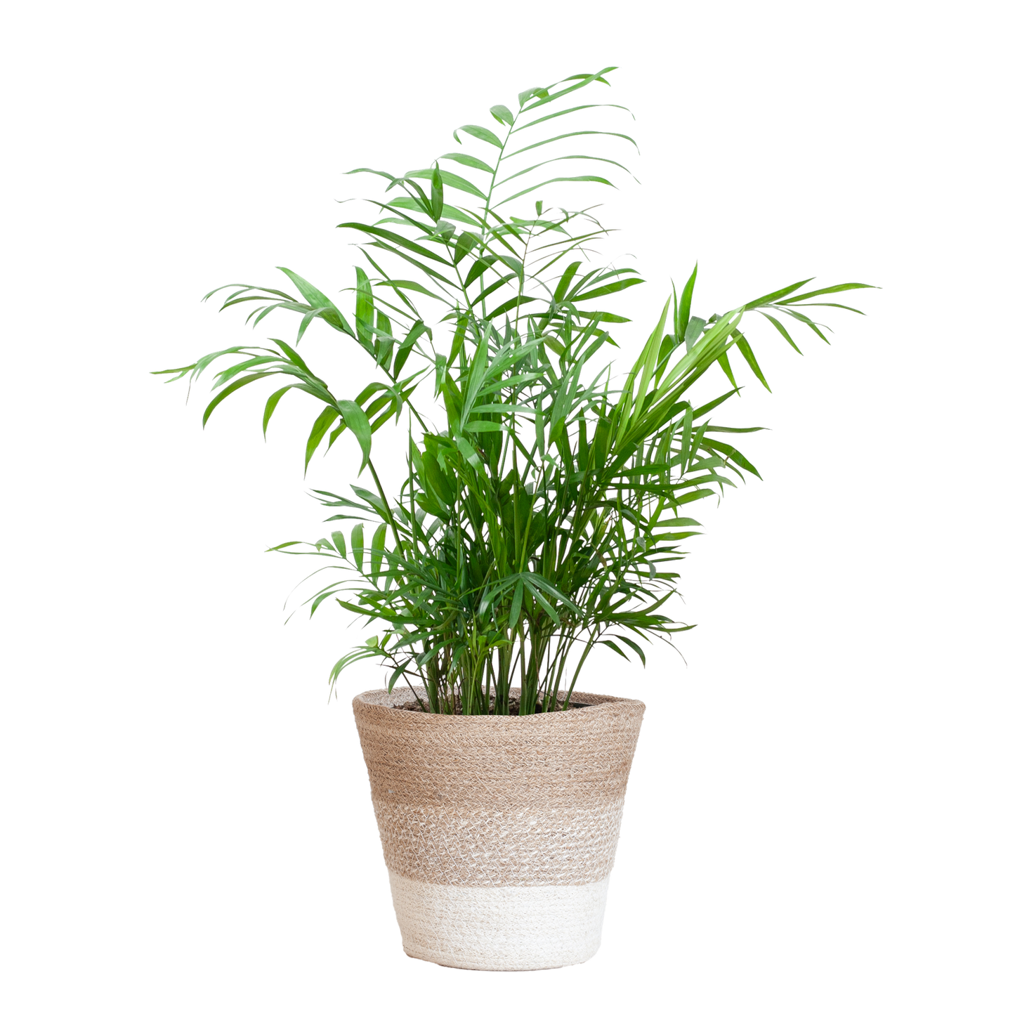Chamadorea Elegans mit Korb Lissabon weiß - 55cm - Ø17 - Botanic-Vibes