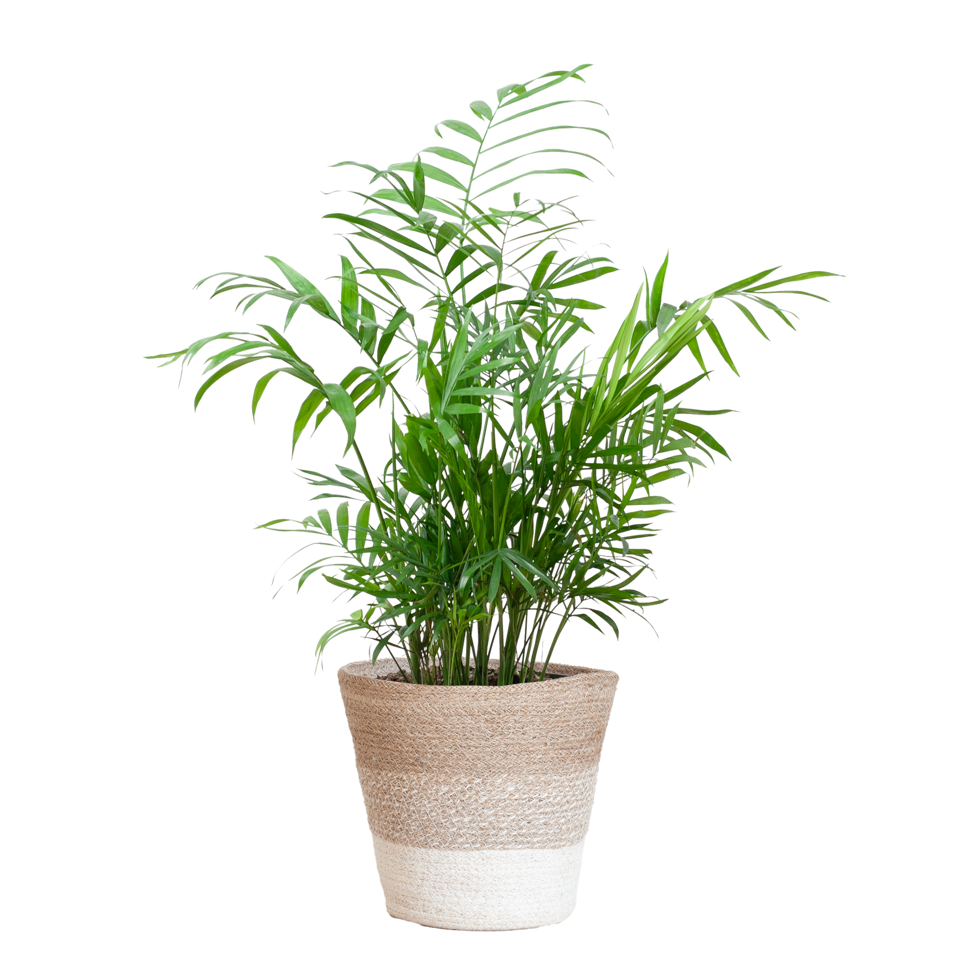 Chamadorea Elegans mit Korb Lissabon weiß - 55cm - Ø17 - Botanic-Vibes