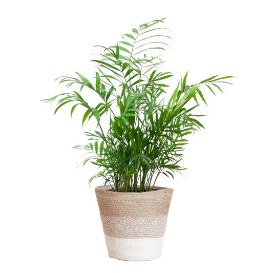 Chamadorea Elegans mit Korb Lissabon weiß - 55cm - Ø17 - Botanic-Vibes