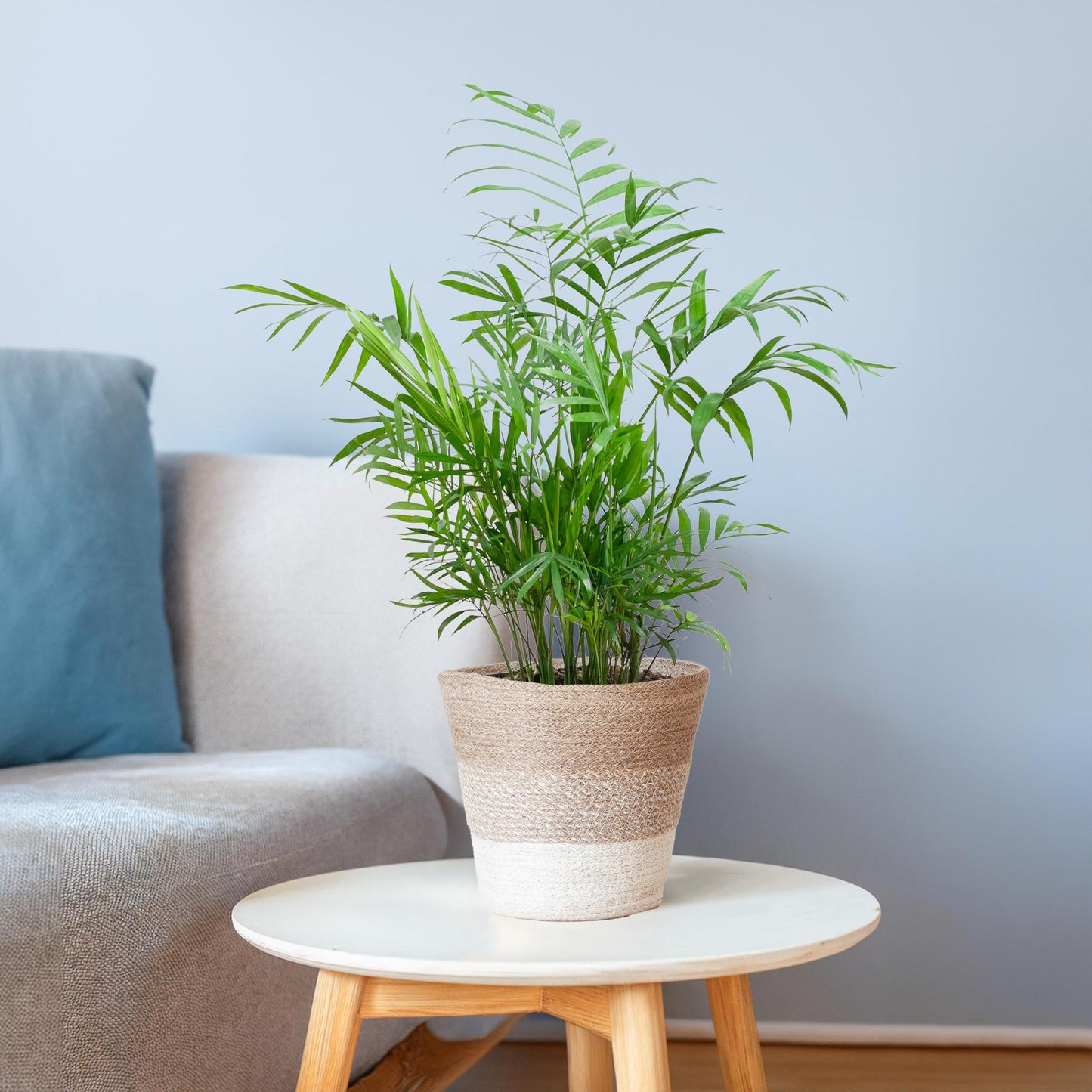 Chamadorea Elegans mit Korb Lissabon weiß - 55cm - Ø17 - Botanic-Vibes