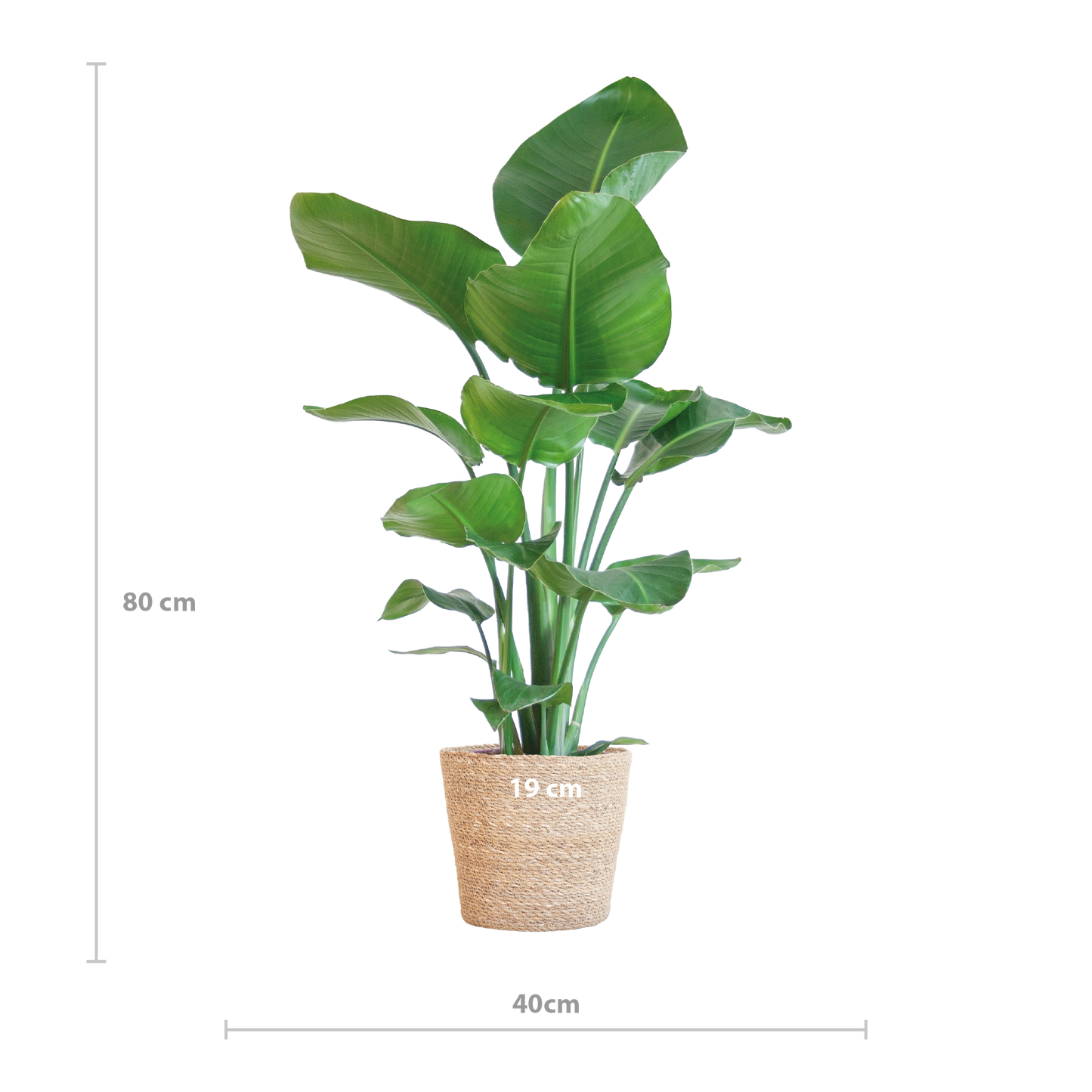 Strelitzia Nicolai mit Korb Sofia natur - 80cm - Ø21 - Botanic-Vibes