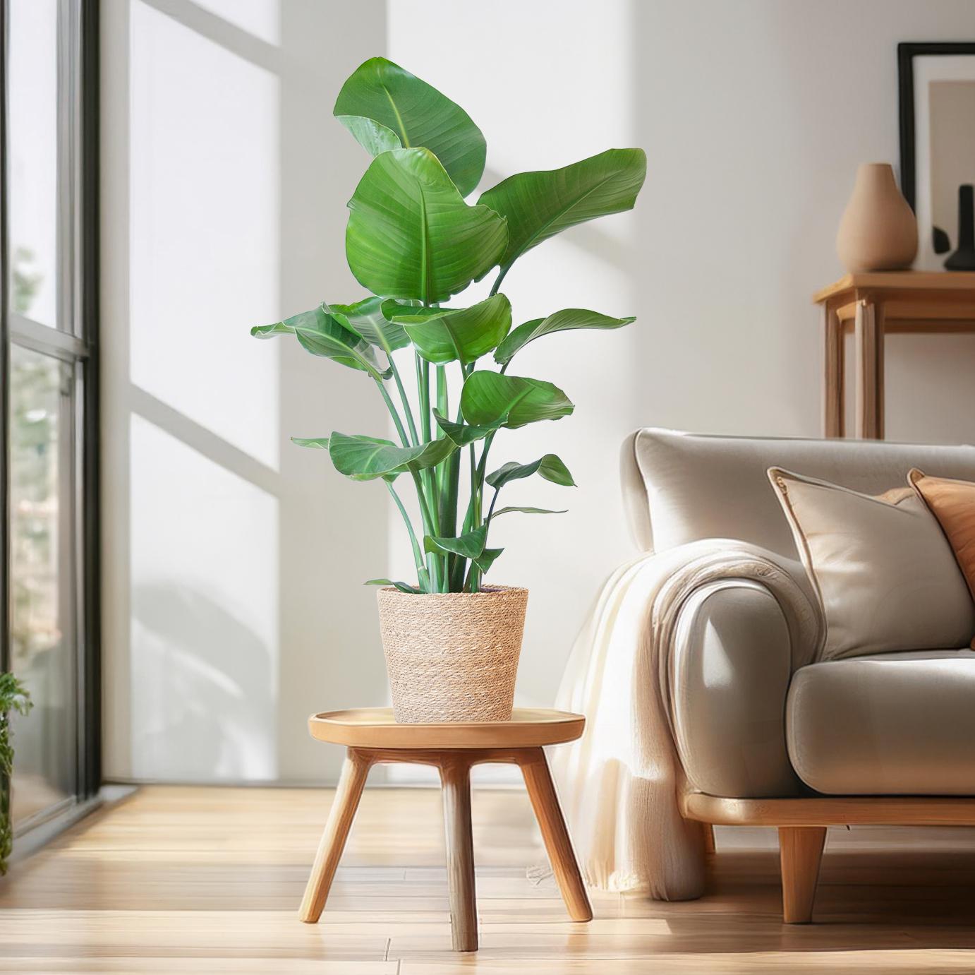 Strelitzia Nicolai mit Korb Sofia natur - 80cm - Ø21 - Botanic-Vibes