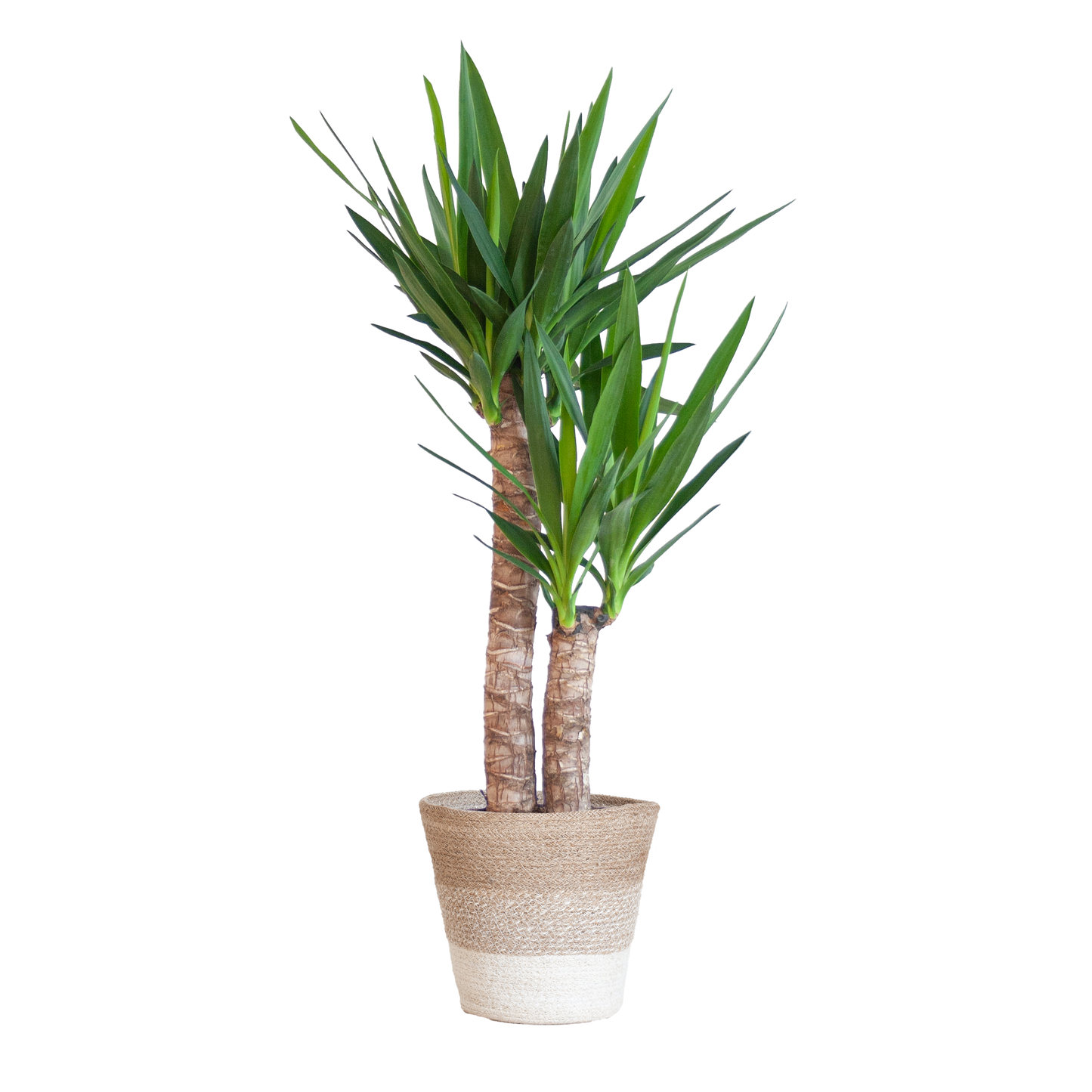 Yucca Elephantipes mit Korb Lissabon weiß - 90cm - Ø21 - Botanic-Vibes