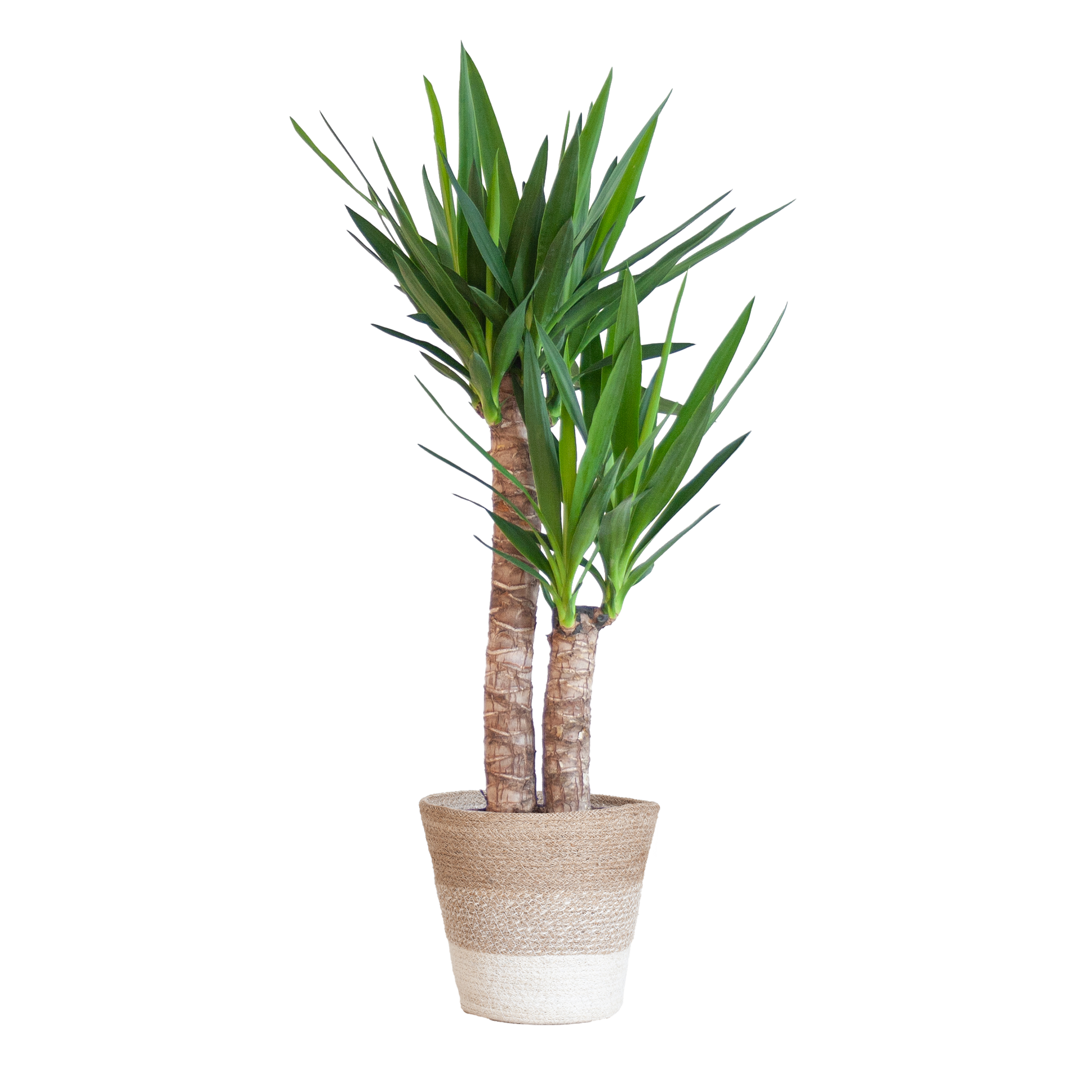 Yucca Elephantipes mit Korb Lissabon weiß - 90cm - Ø21 - Botanic-Vibes