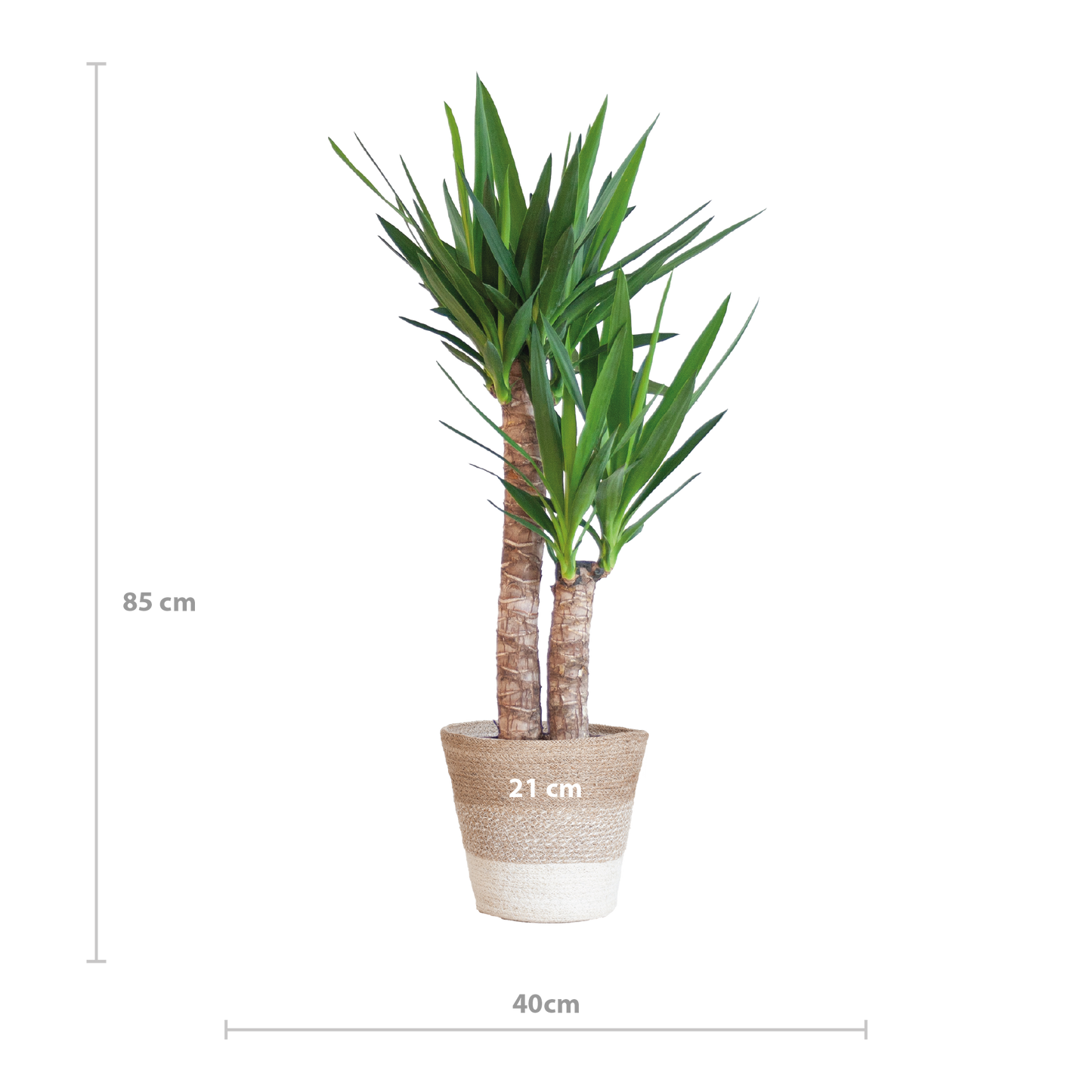 Yucca Elephantipes mit Korb Lissabon weiß - 90cm - Ø21 - Botanic-Vibes