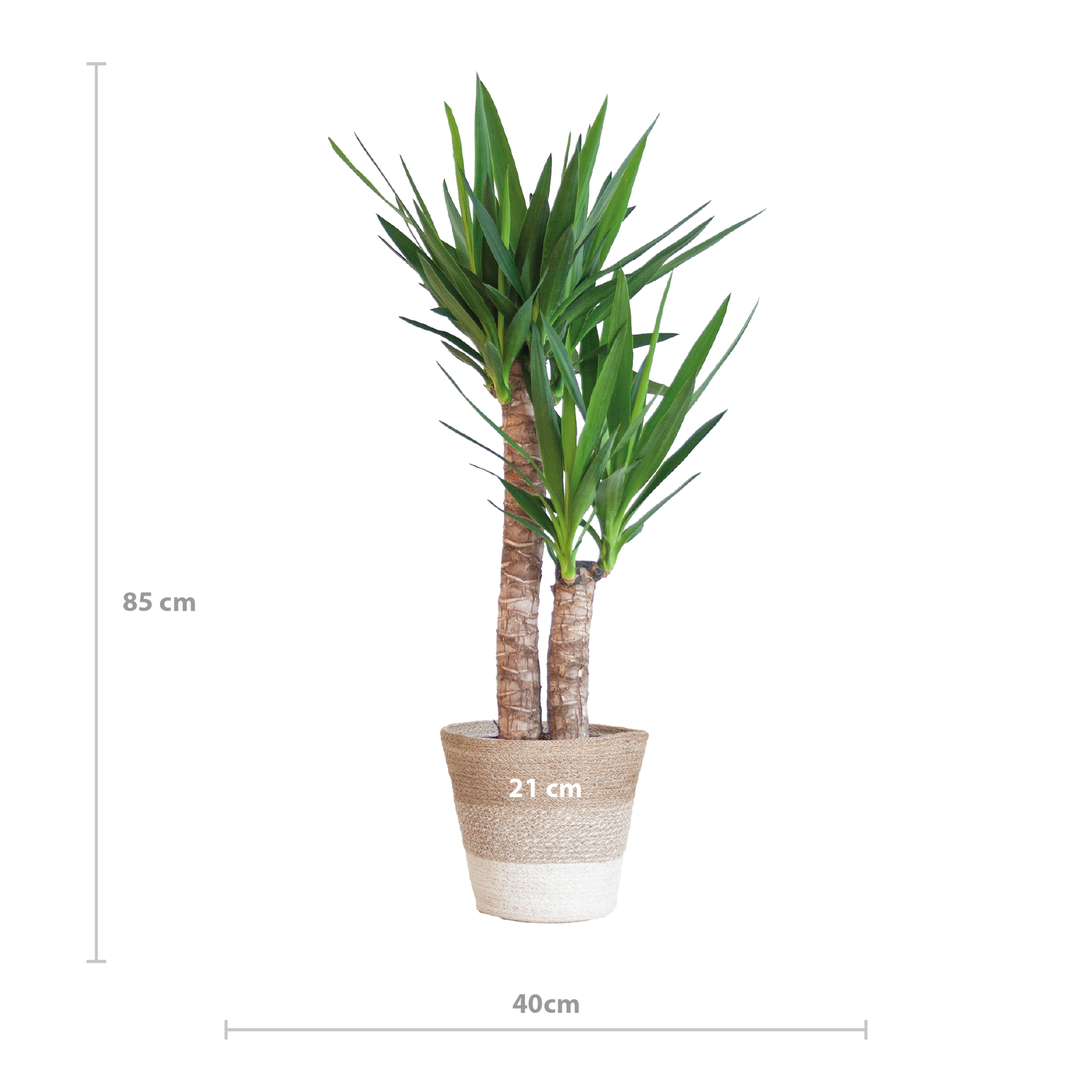 Yucca Elephantipes mit Korb Lissabon weiß - 90cm - Ø21 - Botanic-Vibes