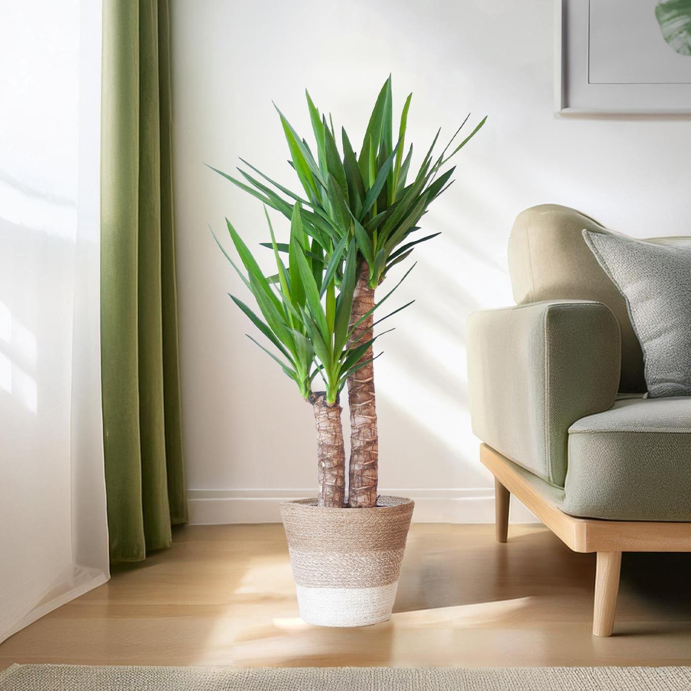 Yucca Elephantipes mit Korb Lissabon weiß - 90cm - Ø21 - Botanic-Vibes