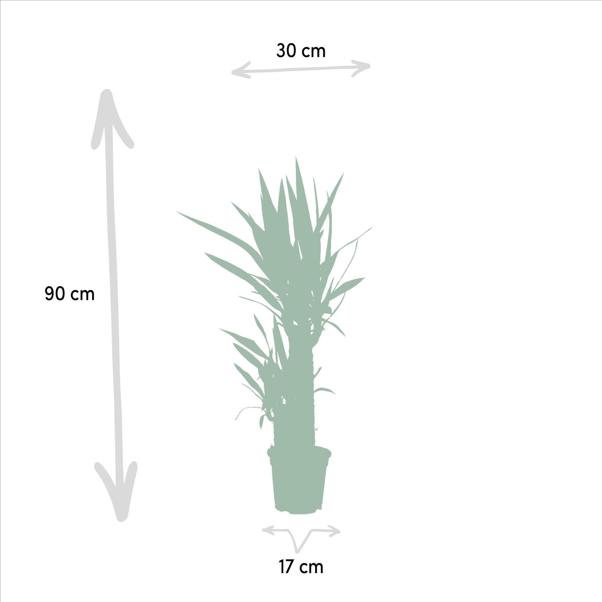 Yucca – Ø17cm – 90cm - Botanic-Vibes