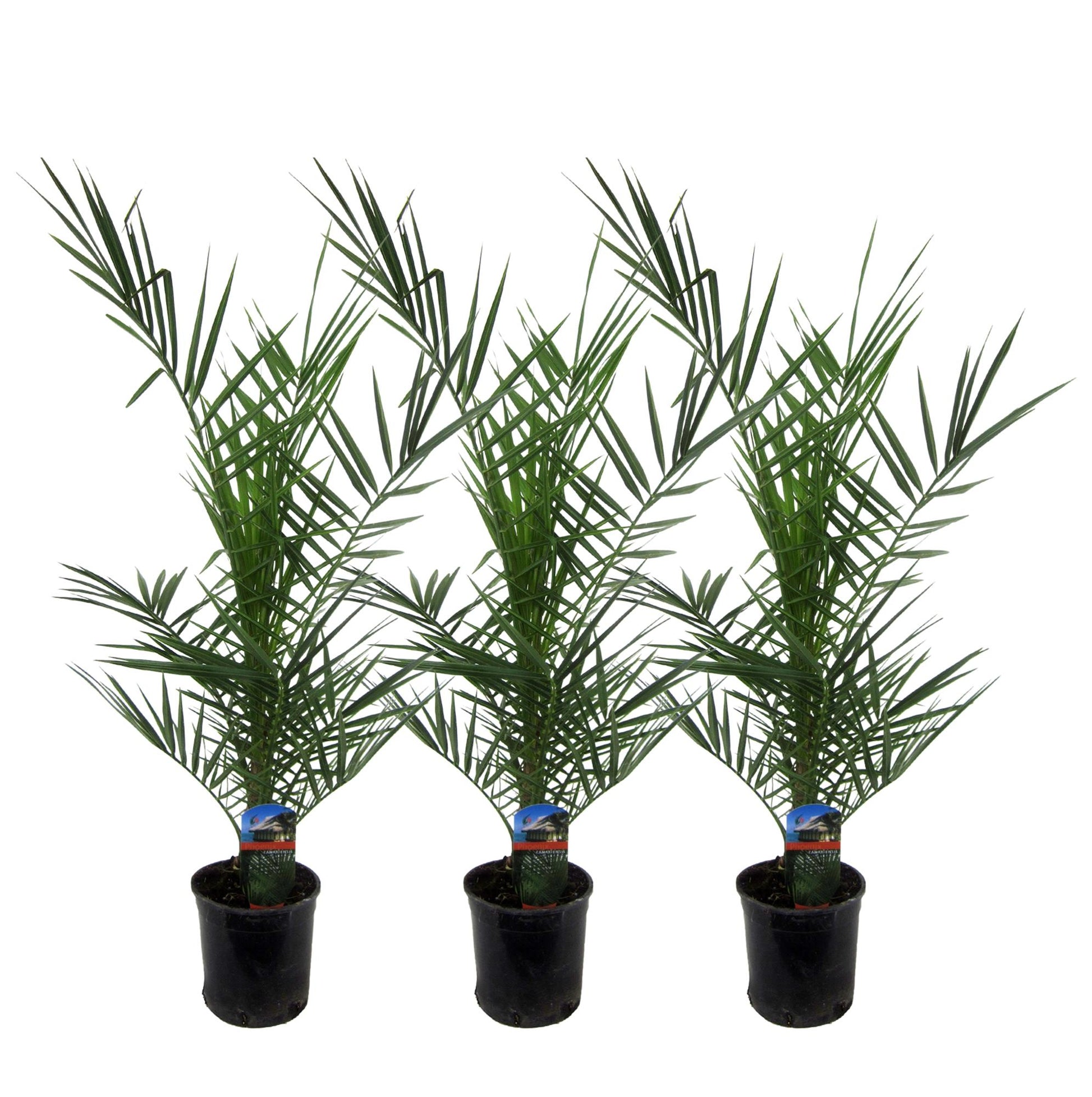 3x Phoenix canariensis – 80 cm – Ø15 - Botanic-Vibes