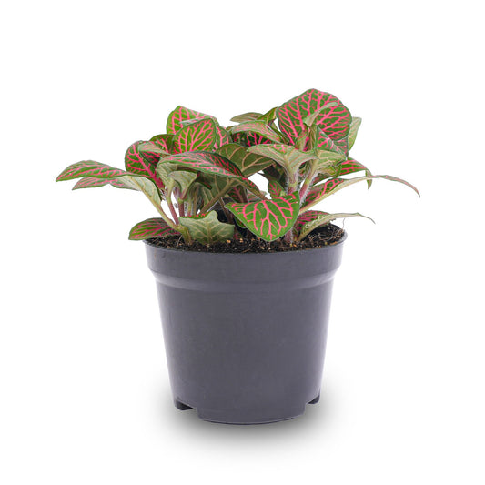 Fittonia Red - Mosaic Plant