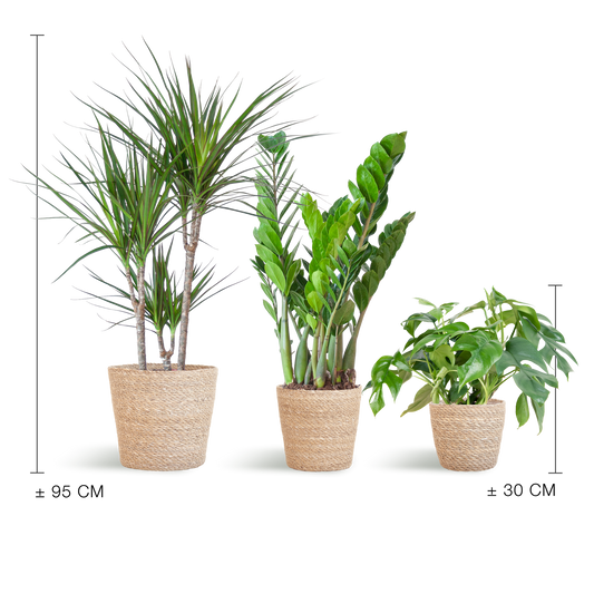 Schattenpflanzkasten - medium - mit Korb Sofia - Botanic-Vibes