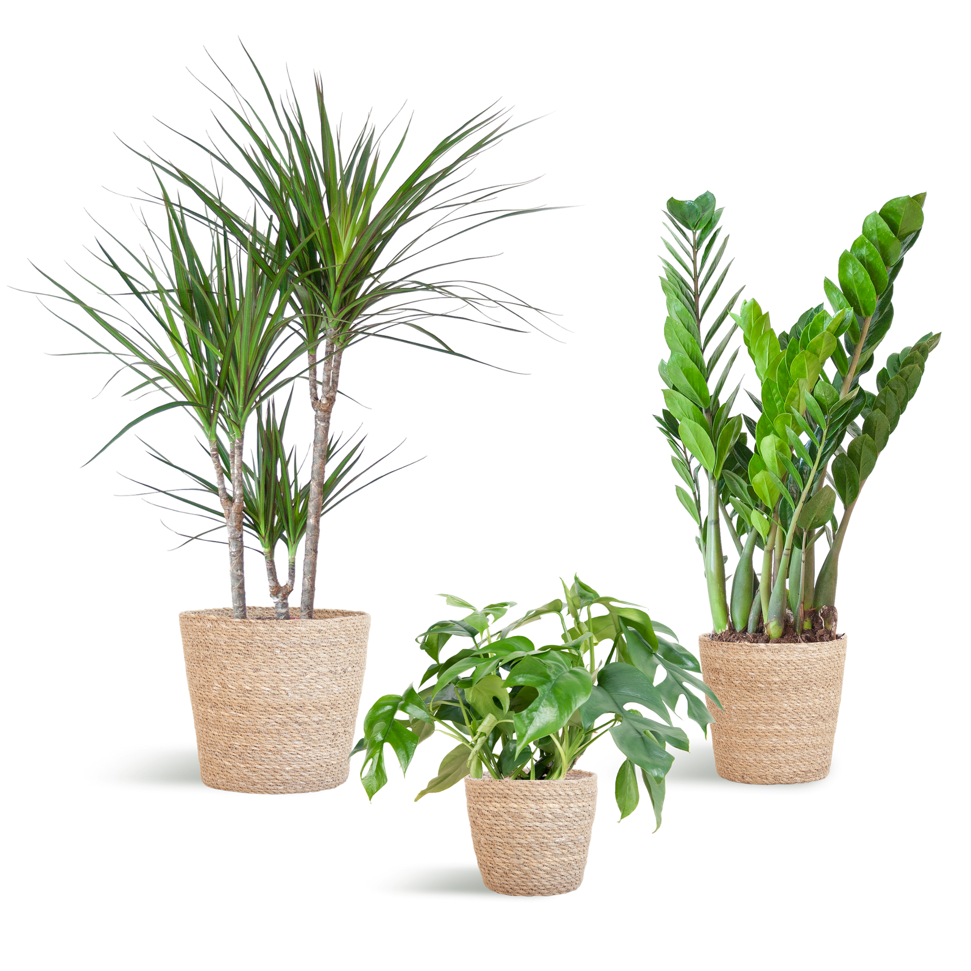 Schattenpflanzkasten - medium - mit Korb Sofia - Botanic-Vibes