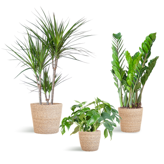 Schattenpflanzkasten - medium - mit Korb Sofia - Botanic-Vibes