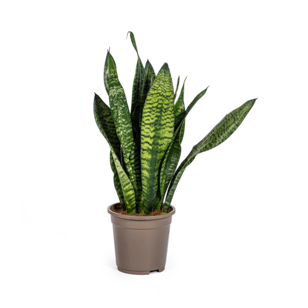 Sansevieria Trifasciata Zeylanica Compacta Ø17cm - ↕55 - 65cm - Botanic-Vibes