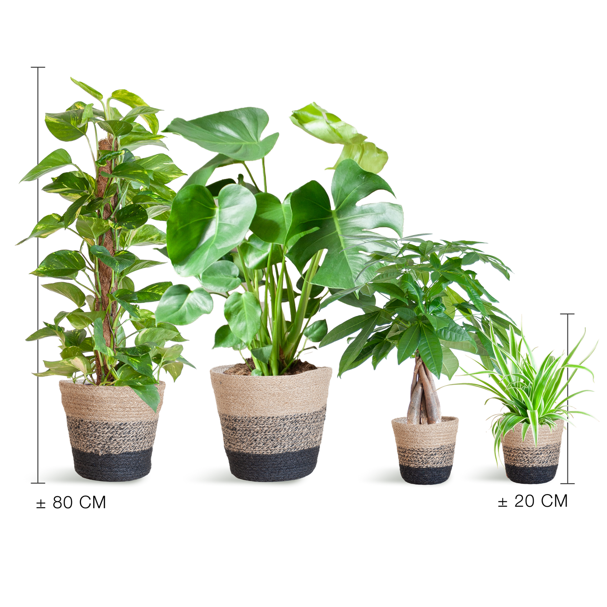 Pflegeleichter Pflanzkasten – medium – mit Korb Lissabon schwarz - Ø12 - Botanic-Vibes