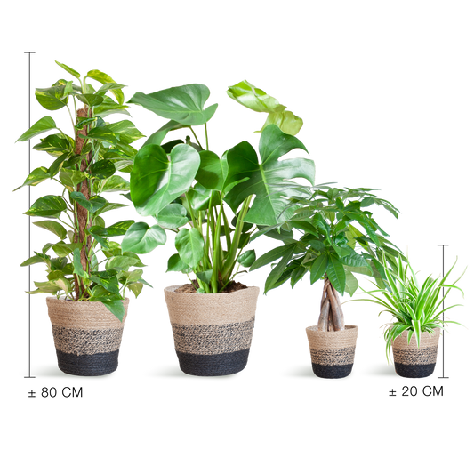 Pflegeleichter Pflanzkasten – medium – mit Korb Lissabon schwarz - Ø12 - Botanic-Vibes