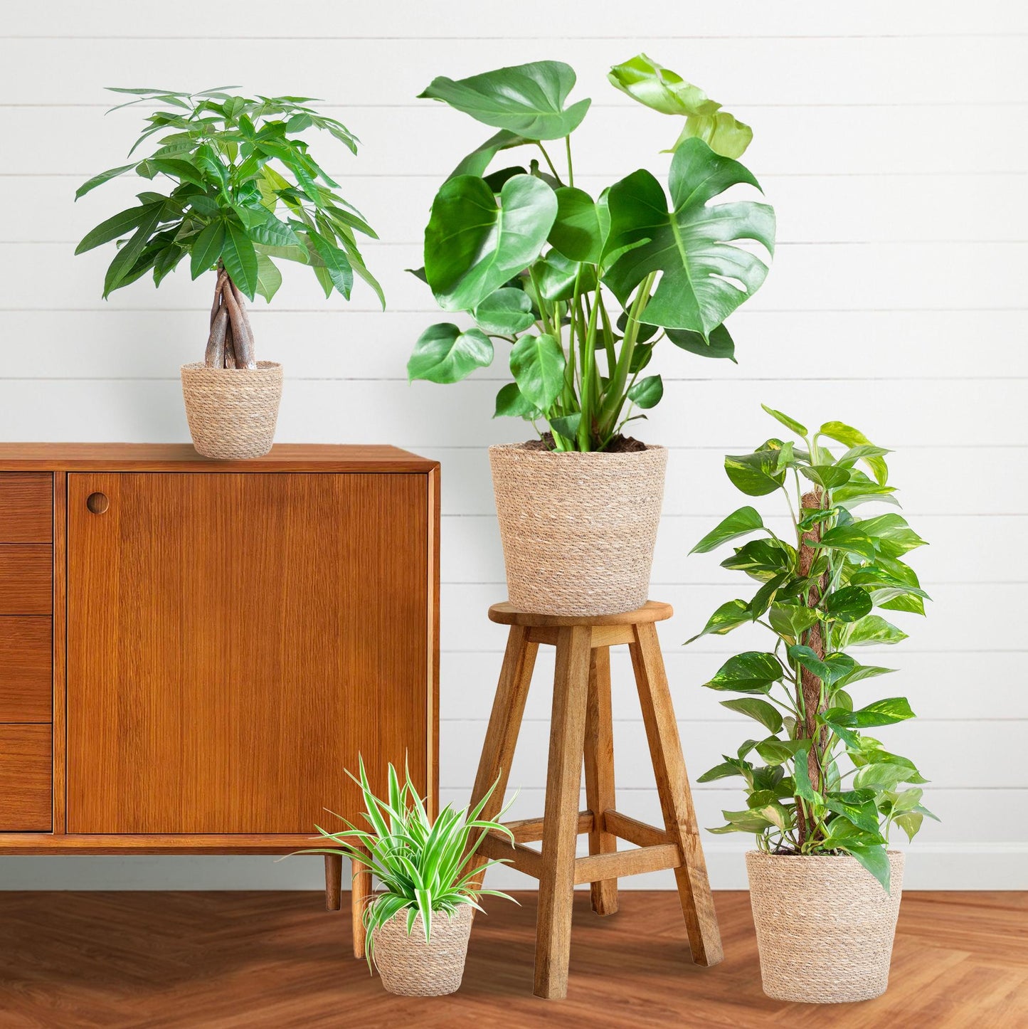 Pflegeleichter Pflanzkasten – medium – mit Korb Sofia - Botanic-Vibes