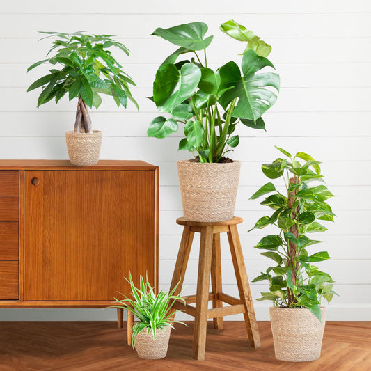 Pflegeleichter Pflanzkasten – medium – mit Korb Sofia - Botanic-Vibes