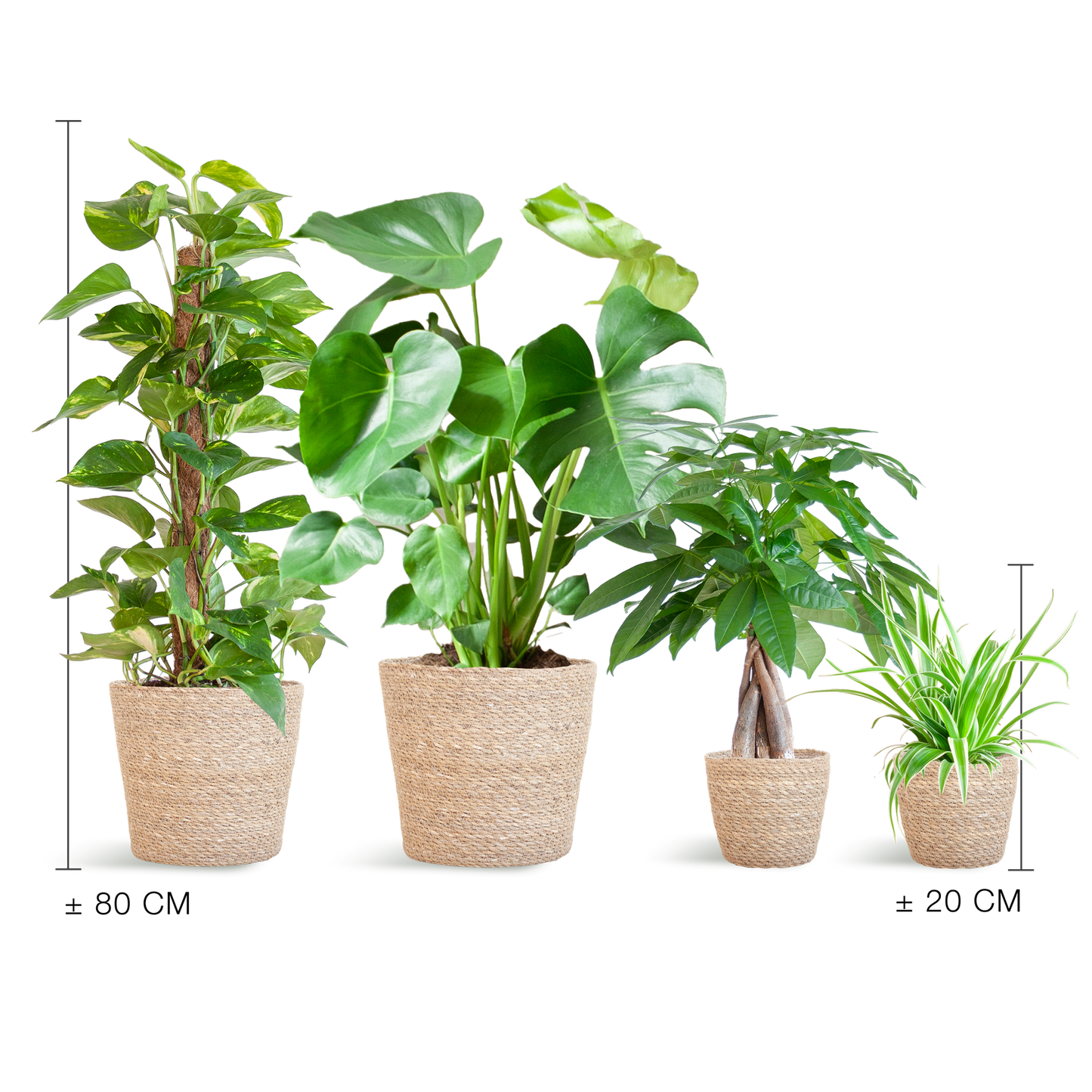 Pflegeleichter Pflanzkasten – medium – mit Korb Sofia - Botanic-Vibes