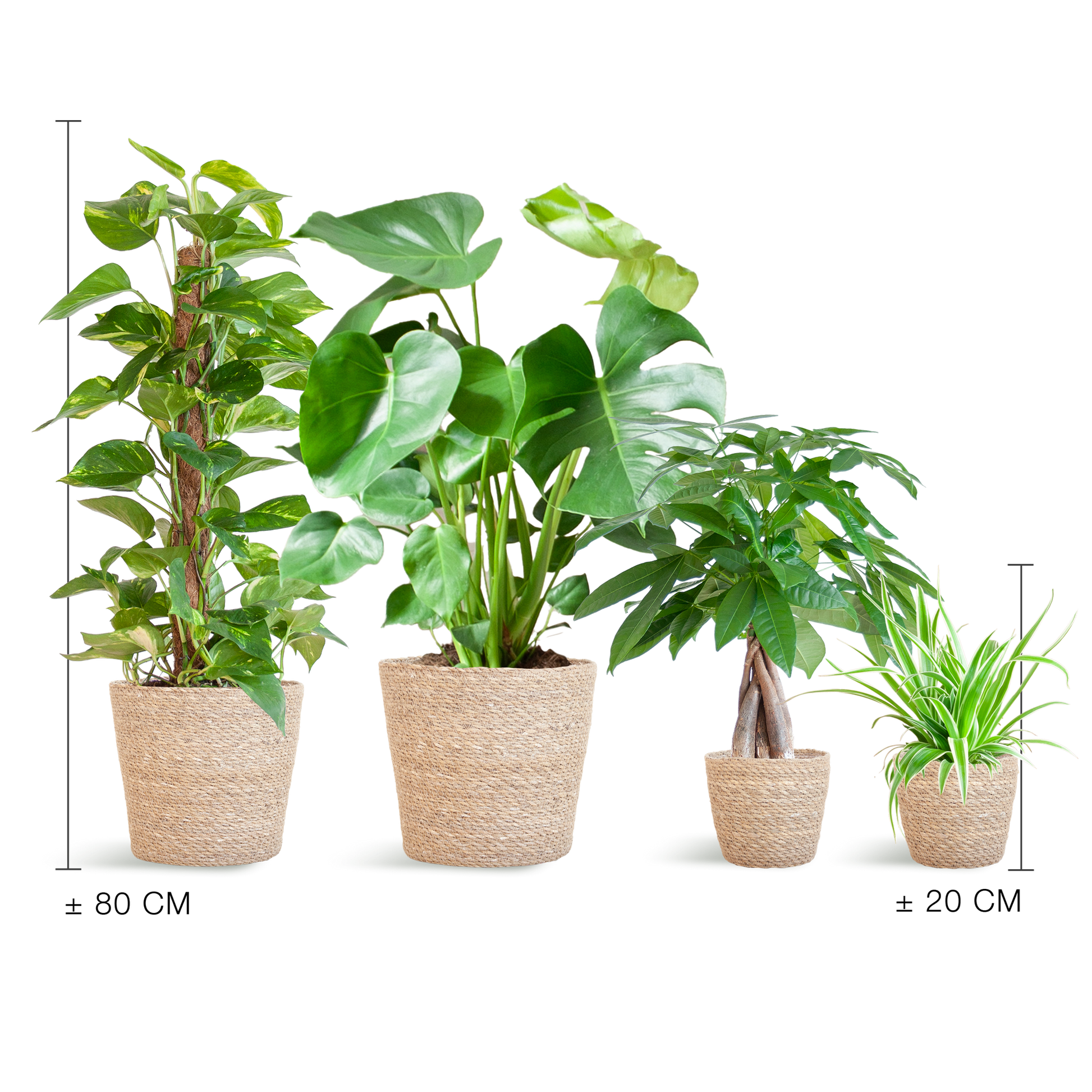 Pflegeleichter Pflanzkasten – medium – mit Korb Sofia - Botanic-Vibes