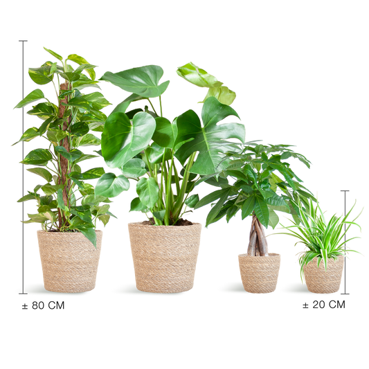 Pflegeleichter Pflanzkasten – medium – mit Korb Sofia - Botanic-Vibes