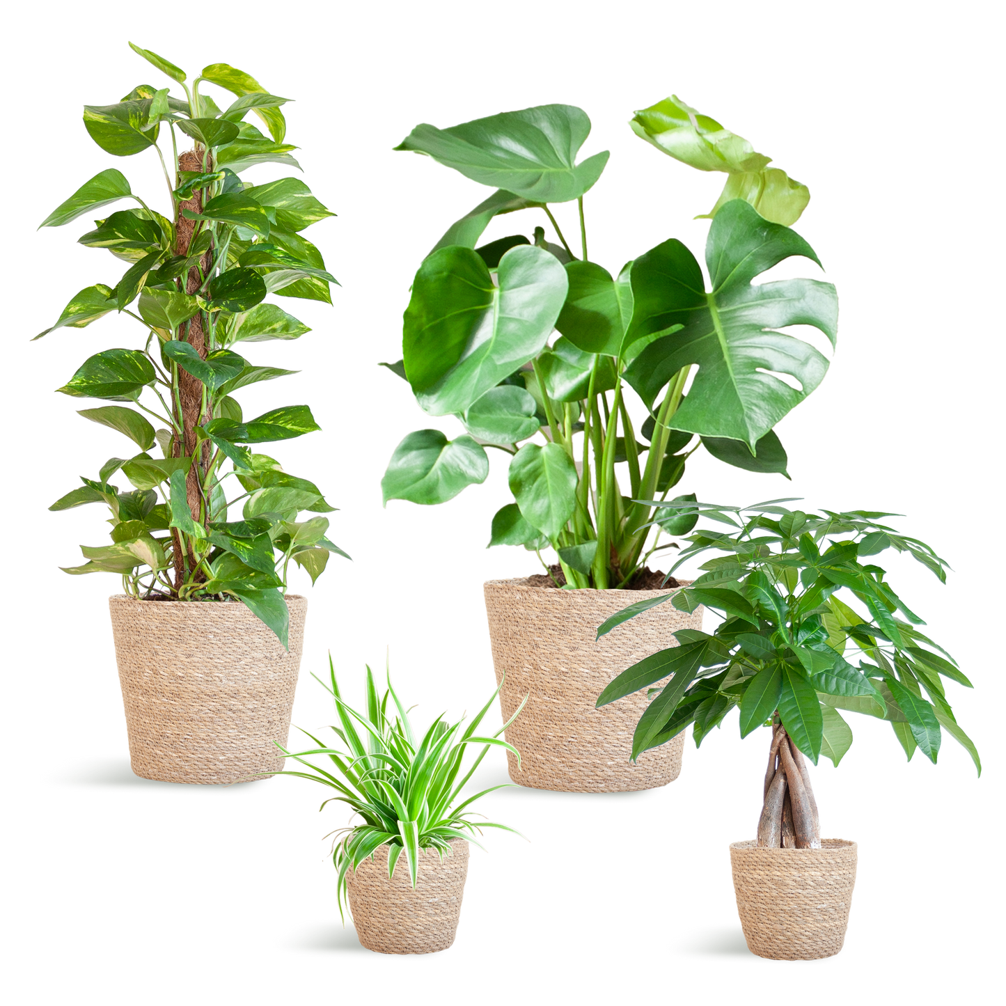 Pflegeleichter Pflanzkasten – medium – mit Korb Sofia - Botanic-Vibes