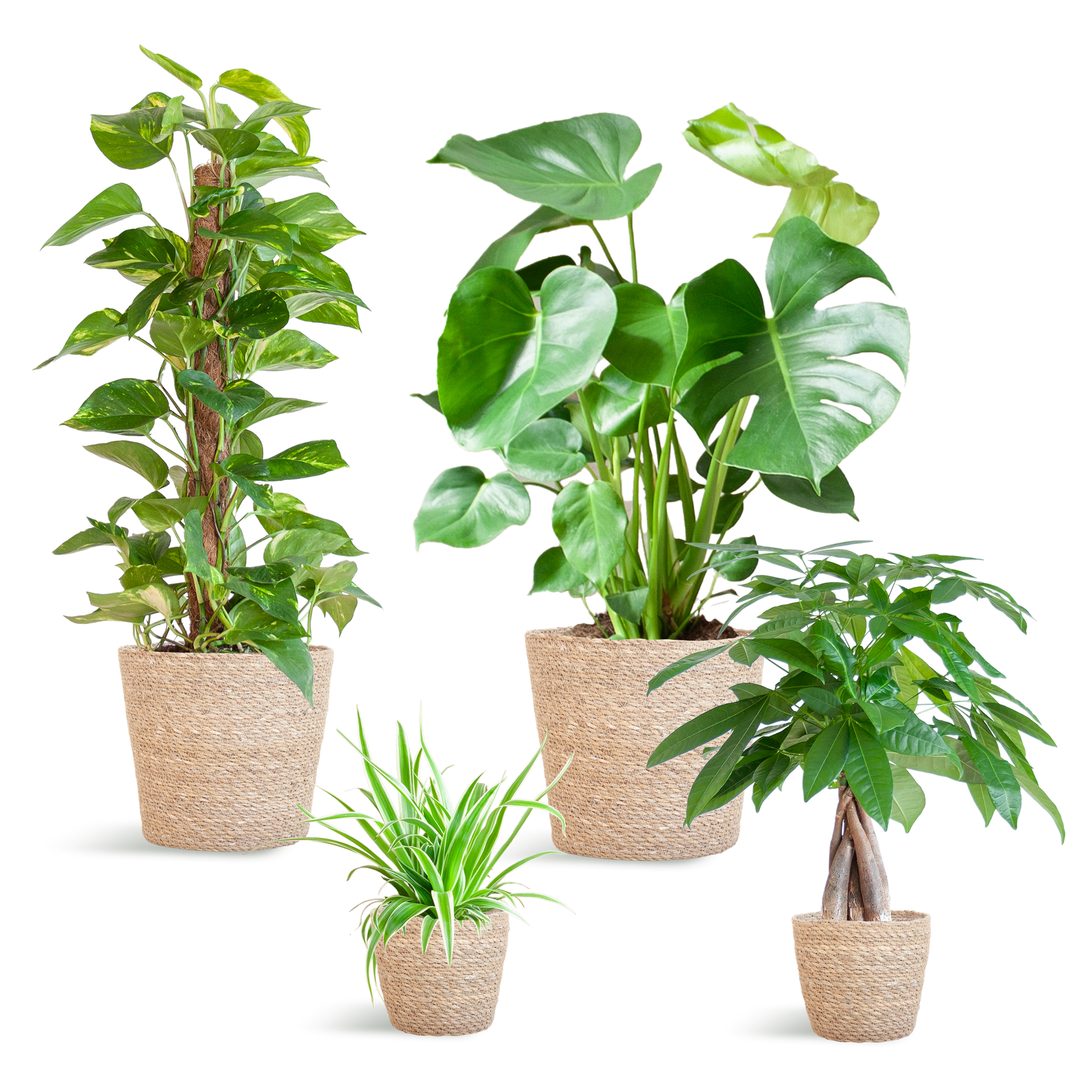 Pflegeleichter Pflanzkasten – medium – mit Korb Sofia - Botanic-Vibes