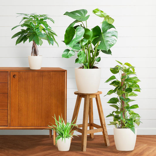 Pflegeleichter Pflanzkasten – medium – mit Vibers-Topf weiß - Botanic-Vibes