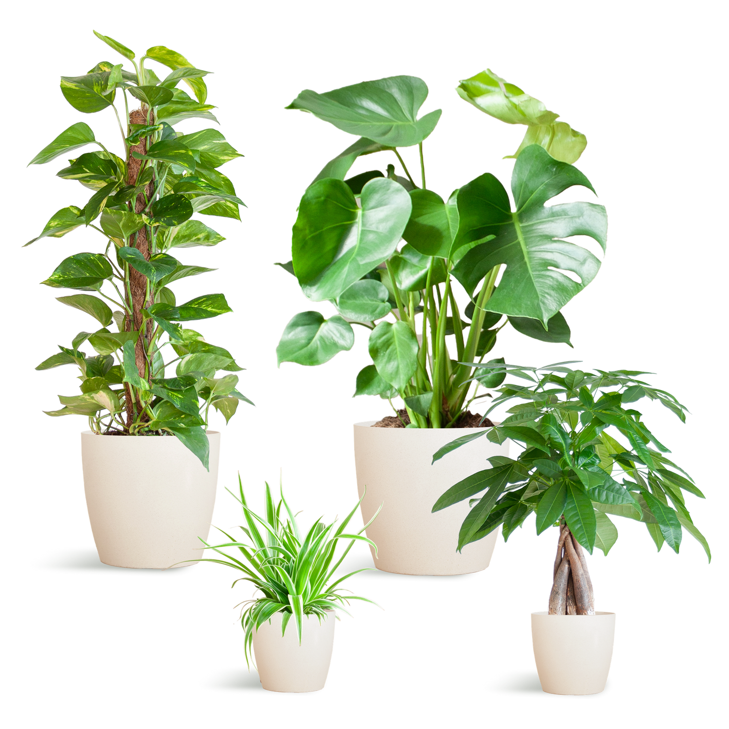 Pflegeleichter Pflanzkasten – medium – mit Vibers-Topf weiß - Botanic-Vibes