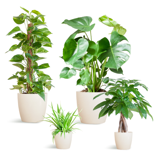 Pflegeleichter Pflanzkasten – medium – mit Vibers-Topf weiß - Botanic-Vibes
