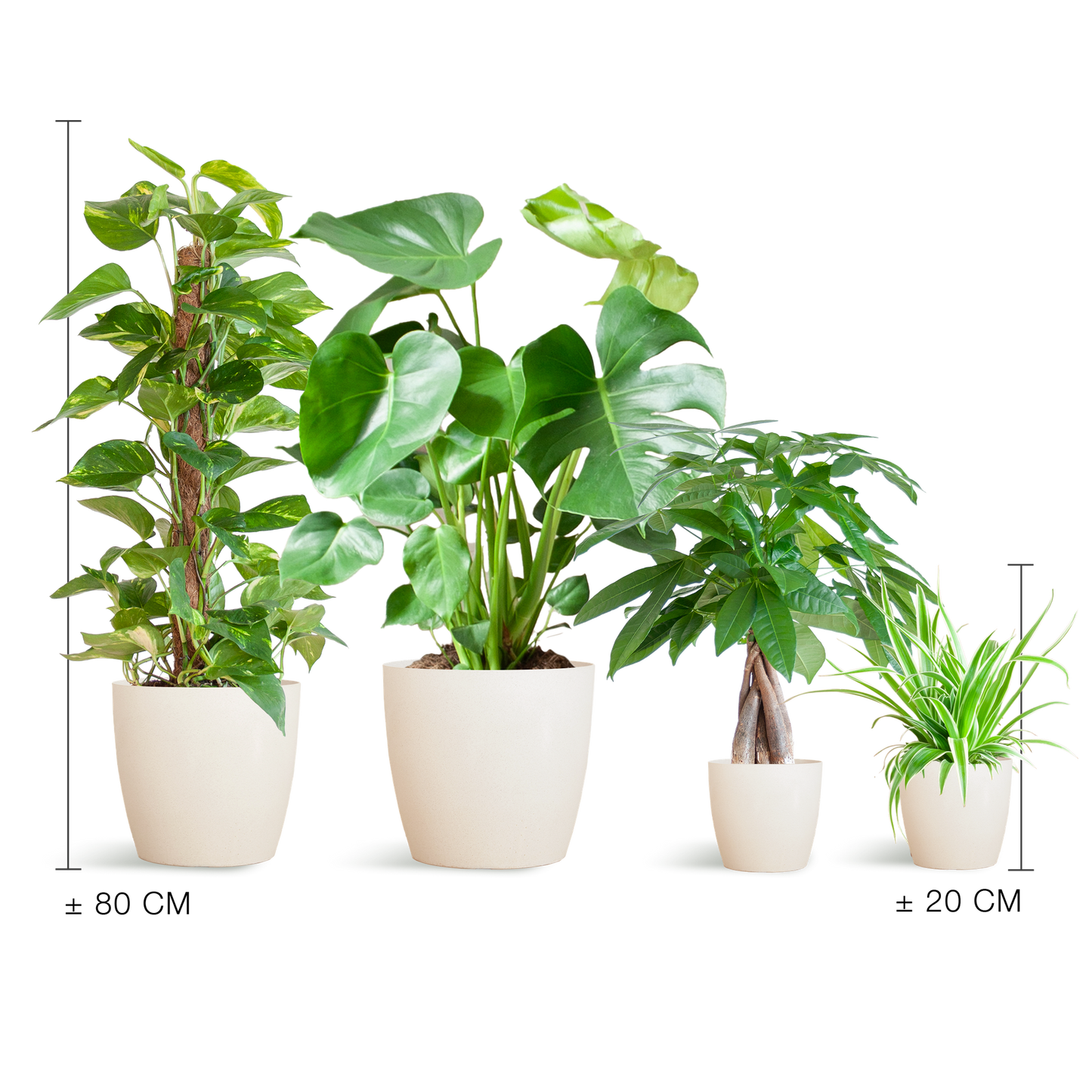 Pflegeleichter Pflanzkasten – medium – mit Vibers-Topf weiß - Botanic-Vibes