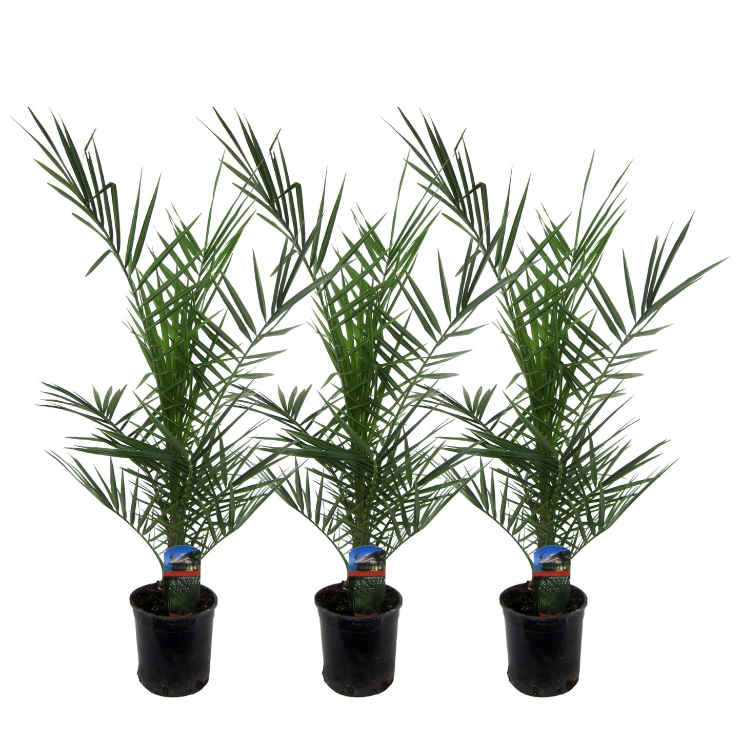 3x Phoenix canariensis – 80 cm – Ø15
