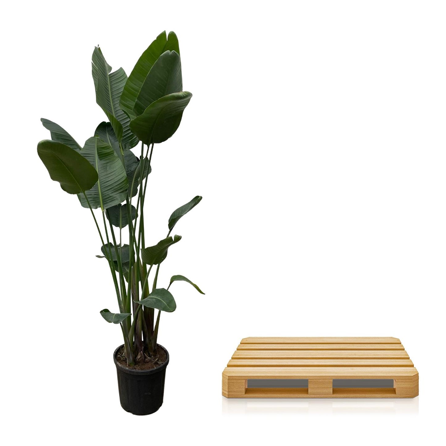 Strelitzia nicolai XXL – 250 cm – Ø50