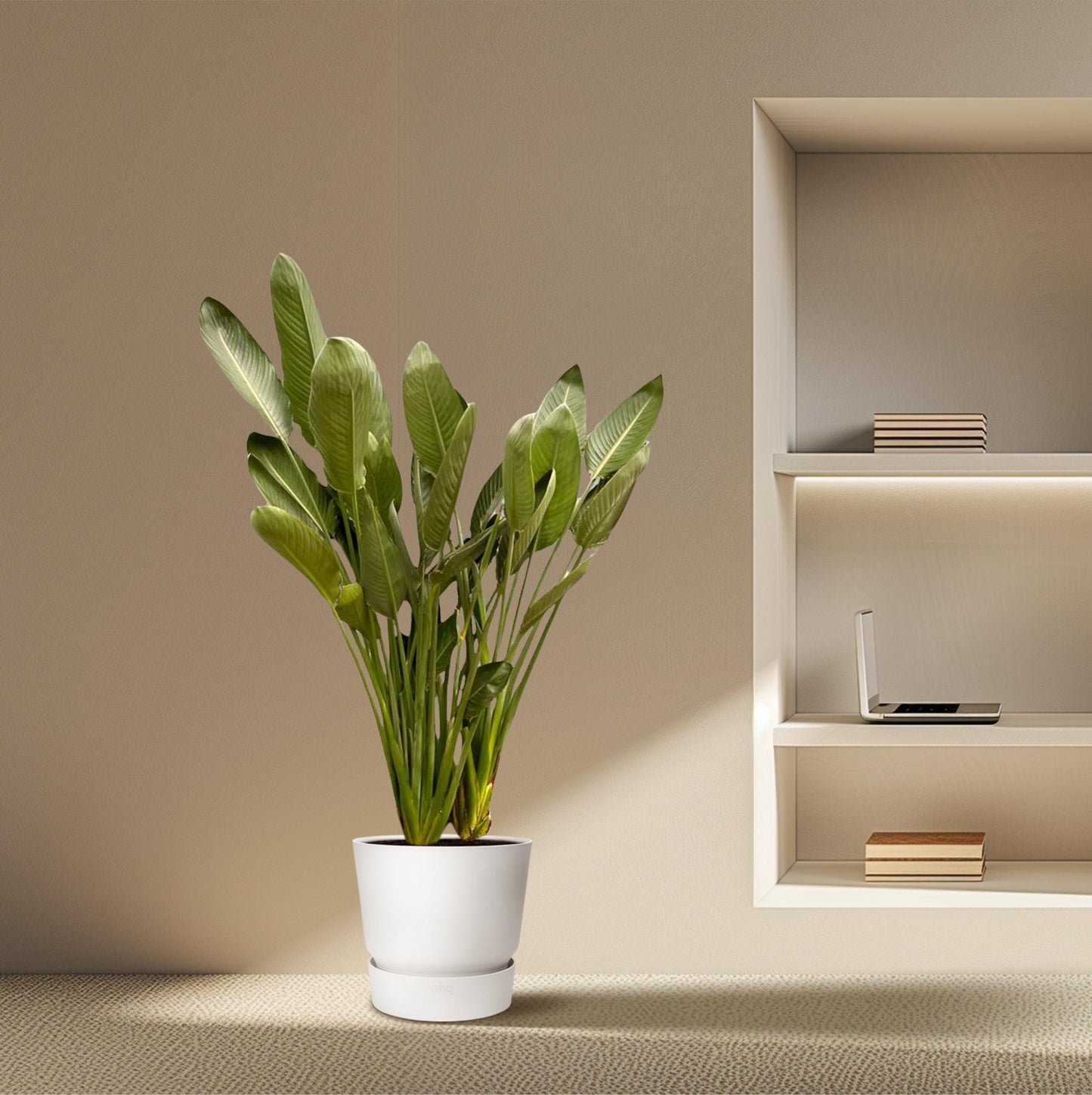 Strelitzia reginae xxl – 200cm – Ø50
