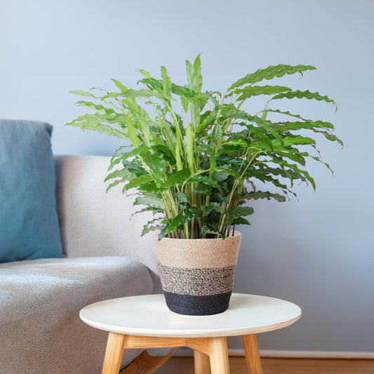 Calathea Rufibarba mit Korb Lissabon schwarz - 55cm - Ø17 - Botanic-Vibes