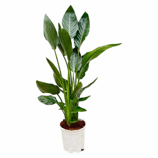 Strelitzia reginae – 100 cm – Ø19 - Botanic-Vibes