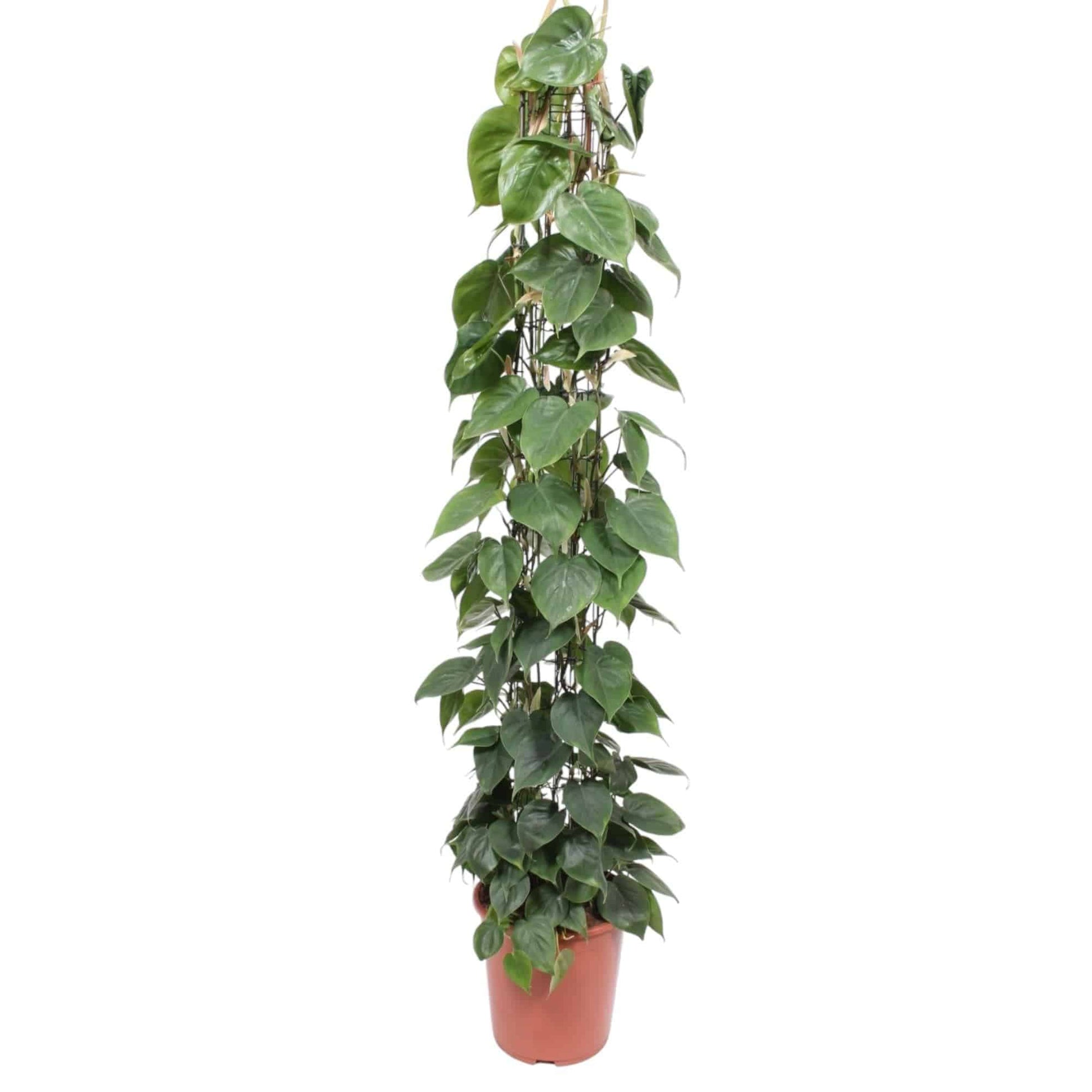 Philodendron scandens – mit Gitter – 160 cm – Ø27 - Botanic-Vibes