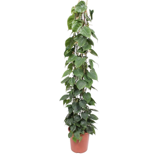 Philodendron scandens – mit Gitter – 160 cm – Ø27 - Botanic-Vibes