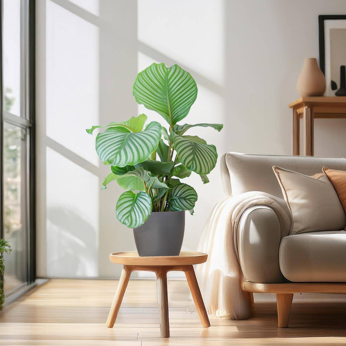 Calathea Orbifolia  mit Viber grau - 65cm - Ø21 - Botanic-Vibes