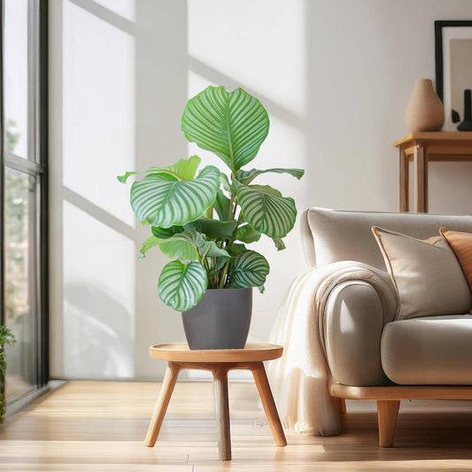 Calathea Orbifolia  mit Viber grau - 65cm - Ø21 - Botanic-Vibes