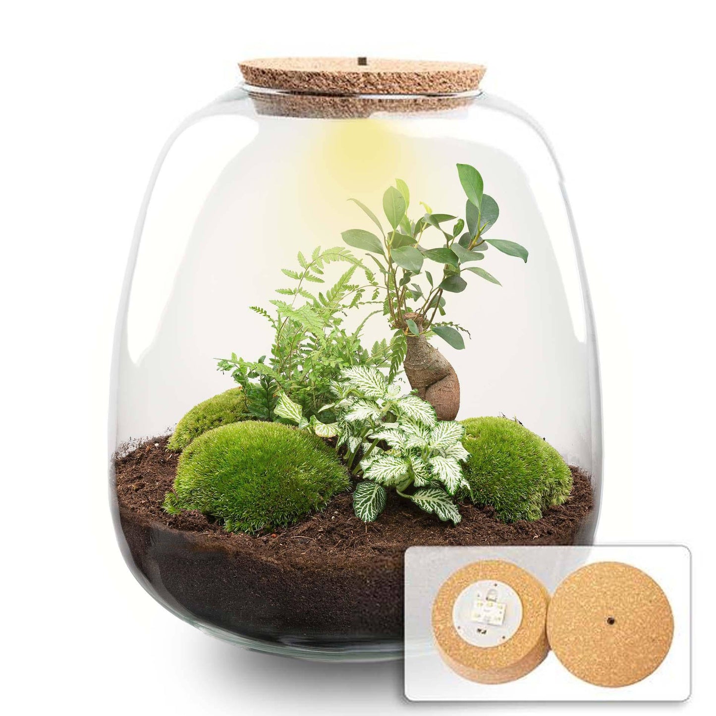 Pflanzterrarium „Emma“ – DIY-Set – 25 cm – Ø23 cm – Bonsai White + LED - Botanic-Vibes