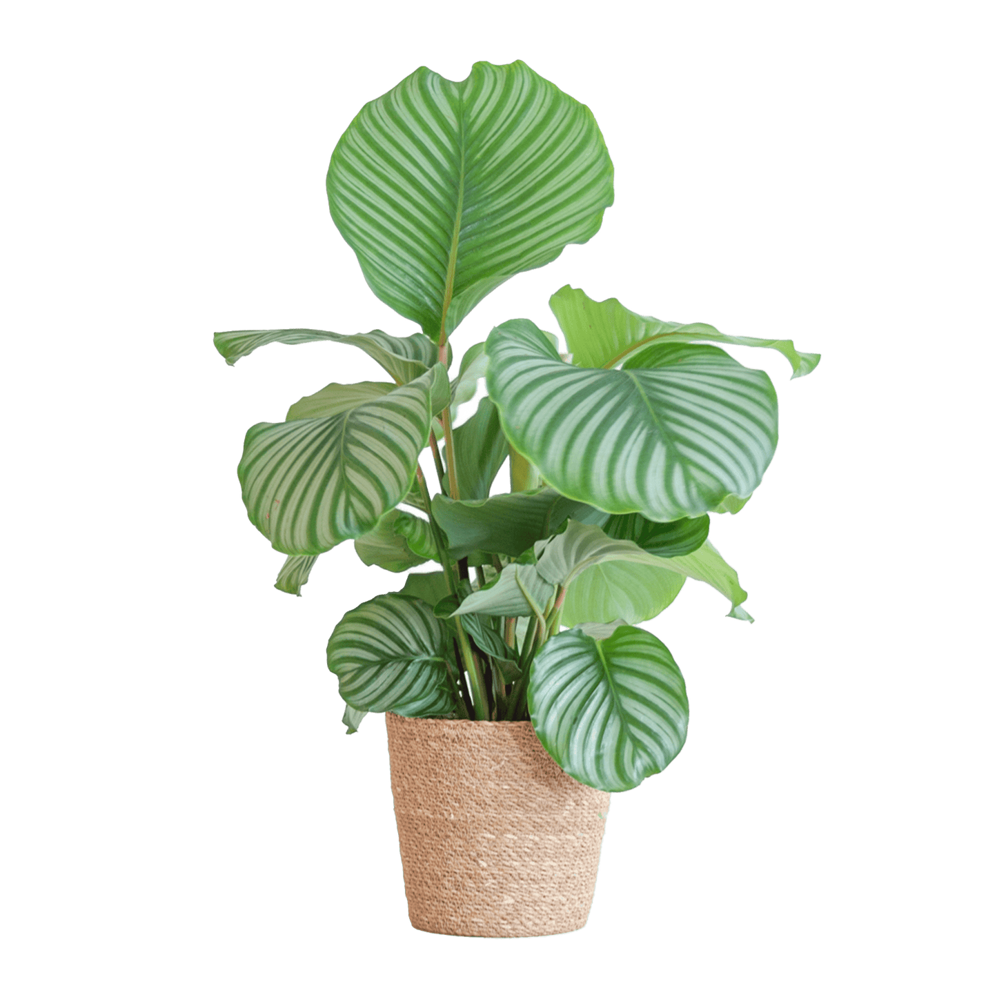 Calathea Orbifolia mit Sofia-Korb natur  - 65cm - Ø21 - Botanic-Vibes