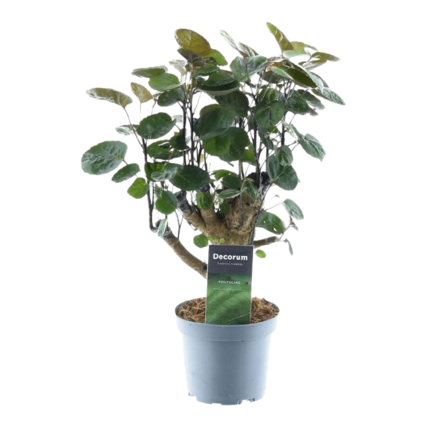 Polyscias fabian – 45 cm – Ø12