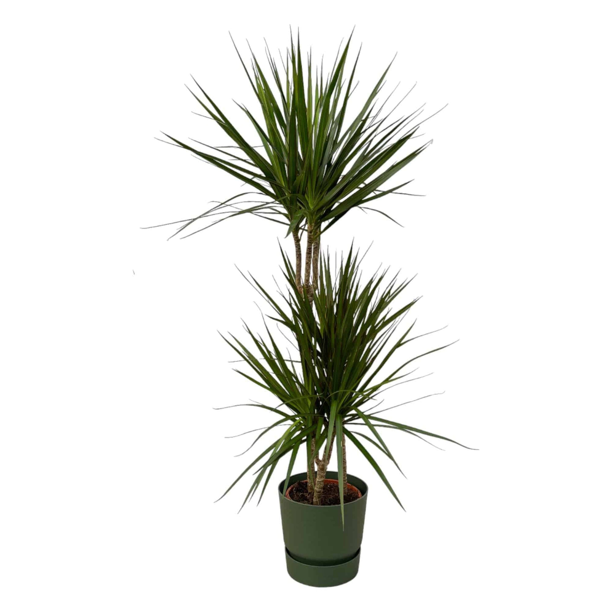 Dracaena Marginata – 120 cm – Ø21 inkl. elho Greenville Round Grün D24×H23 - Botanic-Vibes