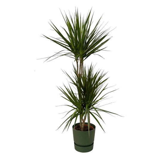 Dracaena Marginata – 120 cm – Ø21 inkl. elho Greenville Round Grün D24×H23 - Botanic-Vibes