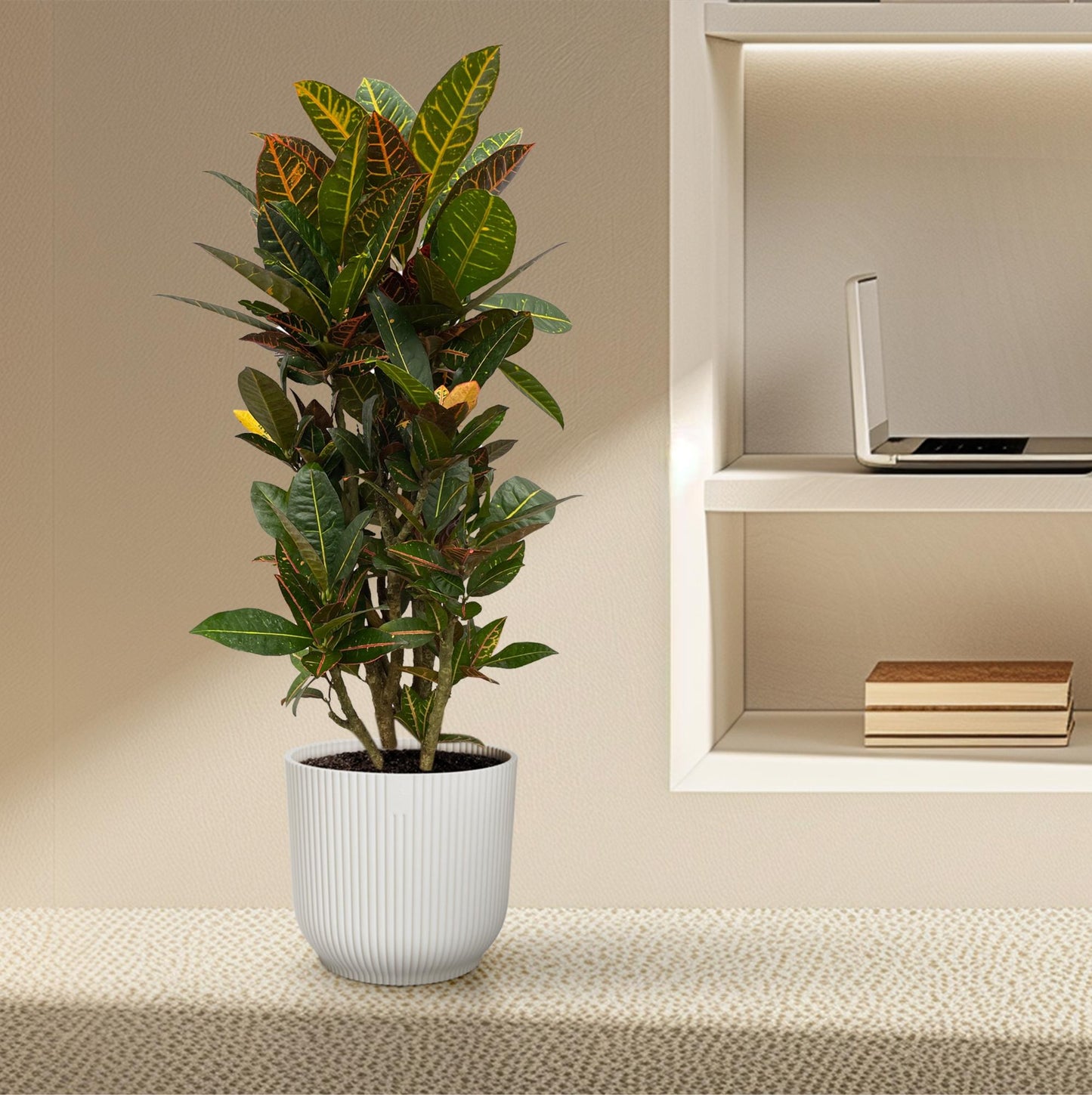 Codiaeum (Croton) Petra verzweigt – 100 cm – Ø21