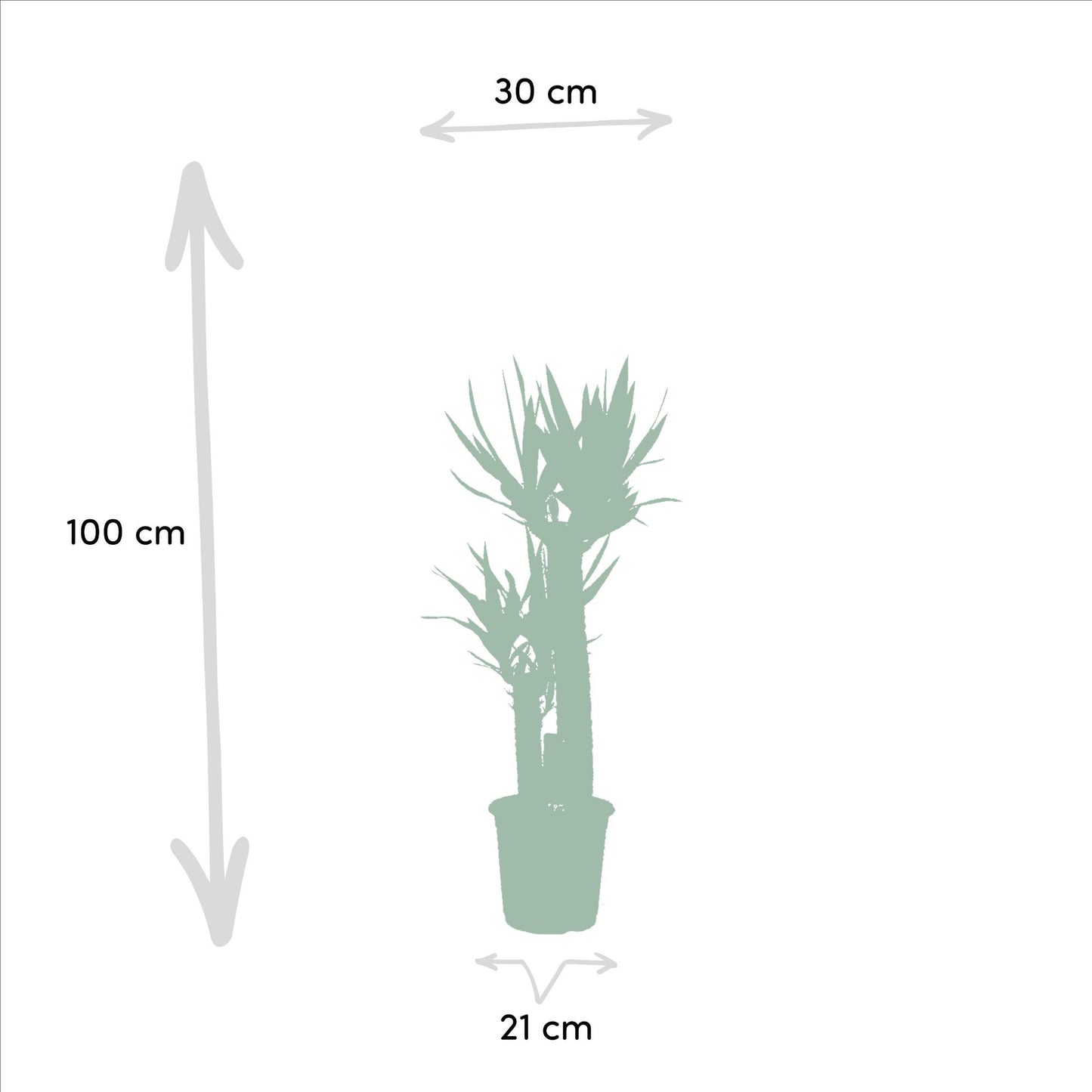 Areca – 130 cm – Ø24 + Yucca – 100 cm – Ø21