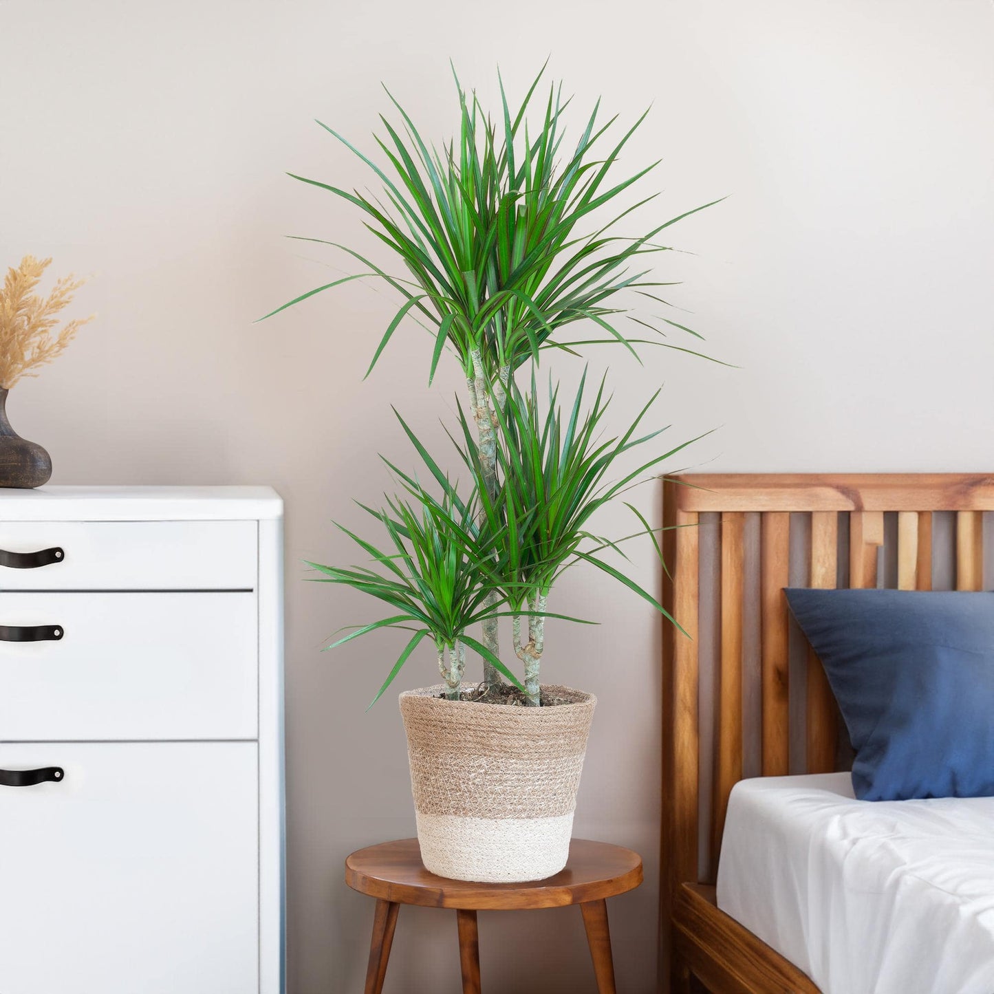 Dracaena Marginata mit weißem Lissabon-Korb - 95 cm - Ø21 - Botanic-Vibes