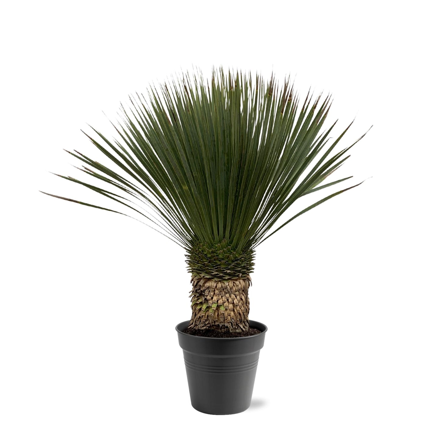 Yucca Rostrata – 80–100cm – Ø38